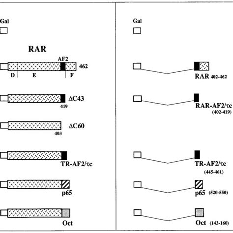 Schematic Representation Of Expression Vectors Used For Dna