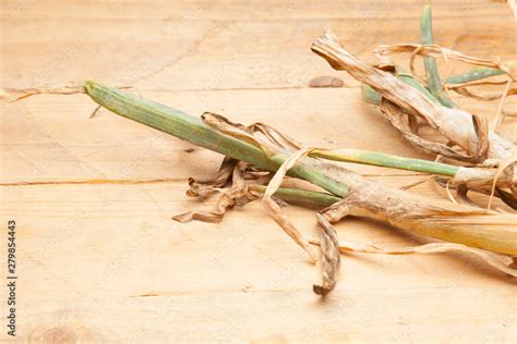 La cebolla es un tubérculo traida del huerto aún se ve la vulva de la