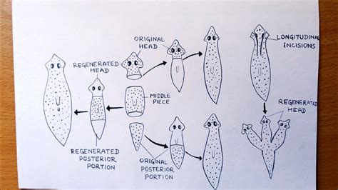 How To Draw Regeneration In Planaria Step By Step Easily