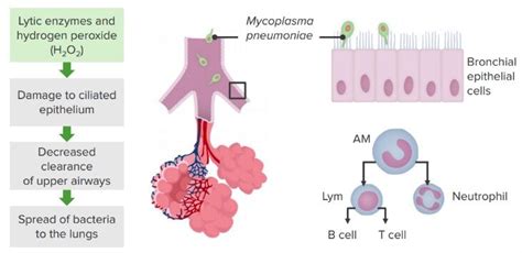 Mycoplasma | Concise Medical Knowledge