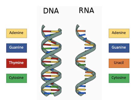 Comparing The Structures Of Dna And Rna Practice Biology Practice