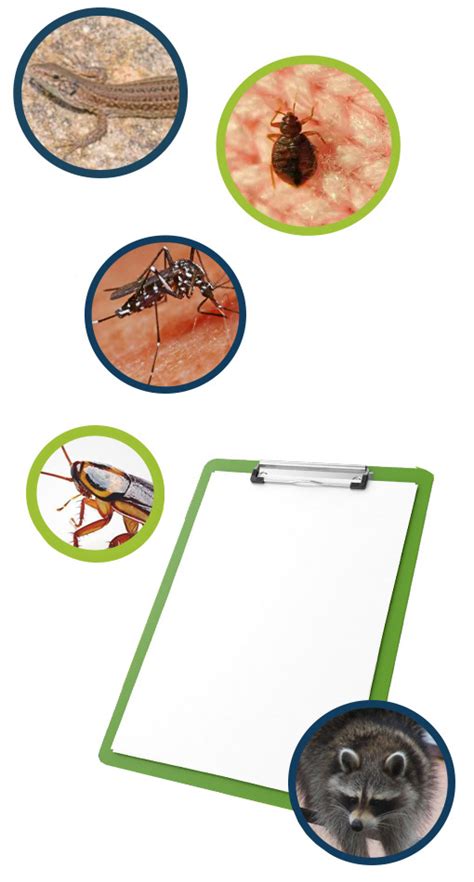 avay pest control pest control solutions pest identification