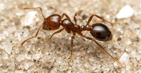 Alerte rouge en Europe avec la découverte de milliers de fourmis de feu