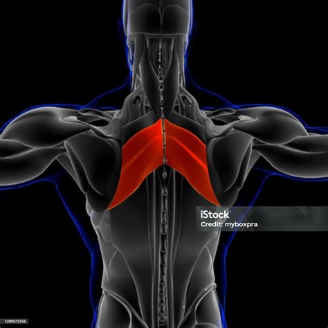 Rhomboid Anatomi Otot Utama Untuk Konsep Medis Ilustrasi 3d Foto Stok ... 