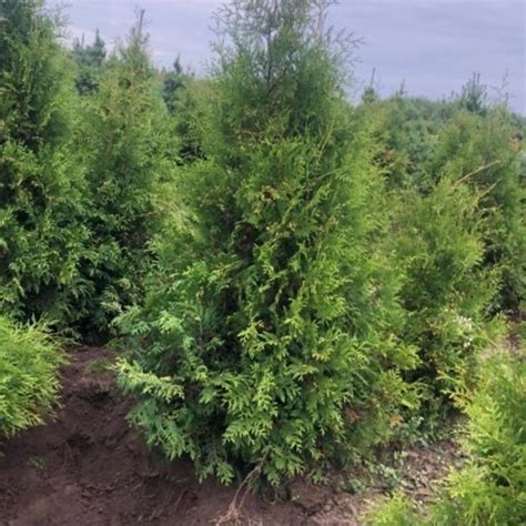 Хвойные деревья и кустарники
