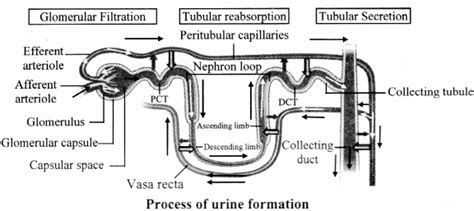 Maharashtra Board Class 11 Biology Important Questions Chapter 15