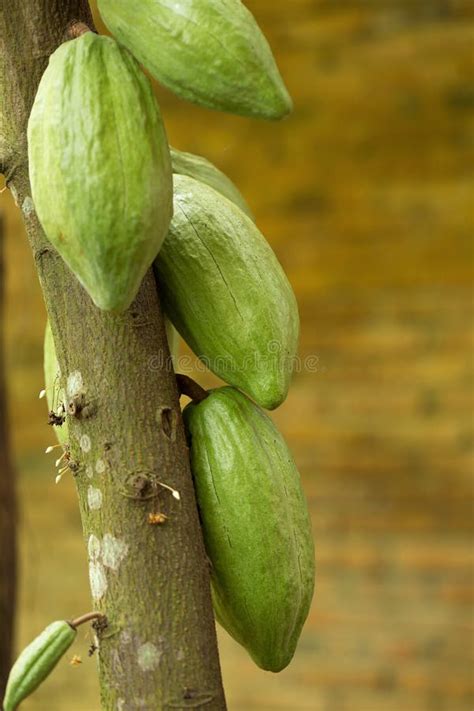 Cacao Fruit Raw Cacao Beans Cocoa Pod On Tree Stock Image Image Of