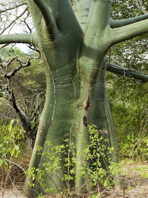 Kapok Silk Cotton Tree Ceiba Pentandra Urban Tropicals