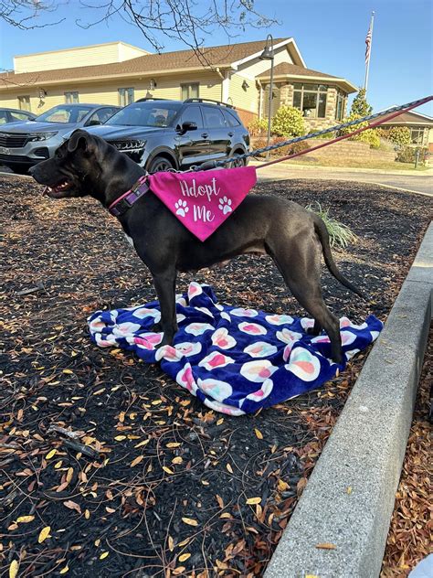 Upcoming Pet Adoption Event at The Boozy Mutt 32