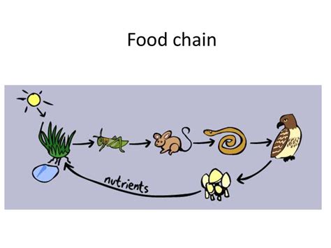 Food Chain Of Animals