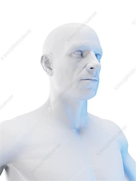 Upper Torso Illustration Stock Image F038 1986 Science Photo Library