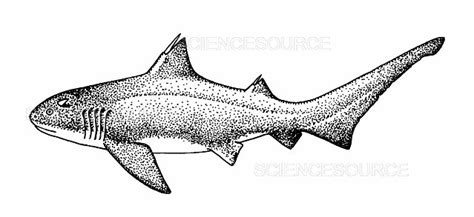 Photograph | Hybodus Shark | Science Source Images