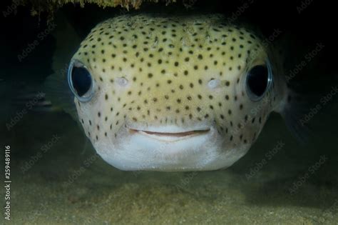 Foto De Spot Fin Porcupinefish Porcupine Fish Spotted Porcupinefish