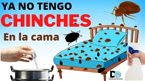 Soluciones Efectivas Para Exterminar Chinches Una Guía Para Controlar