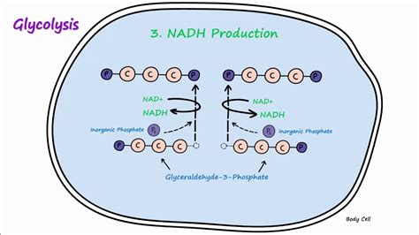 Metabolism Part 2 Glycolysis And Lactic Acid Fermentation Youtube