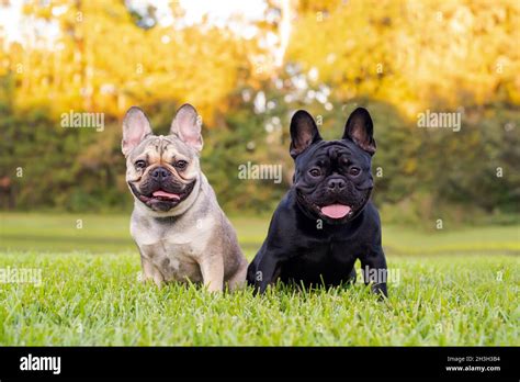 Black And Tan French Bulldogs Resting On Grass At A Park Purebred