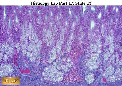 Stomach Pylorus Histology