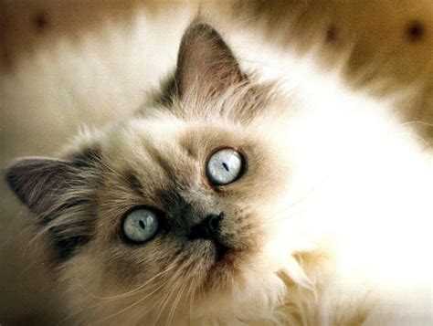 Himalayan Cat Cute Feline Himalayan Cat Hd Wallpaper Peakpx