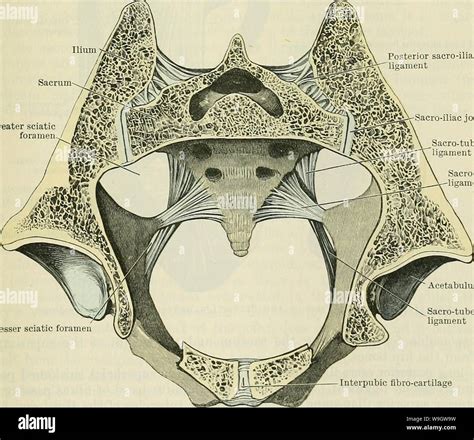 Sacro Iliac Joints Fotos e Imágenes de stock Alamy