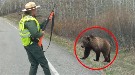 30 Scariest Bear Encounters Of The Year Youtube
