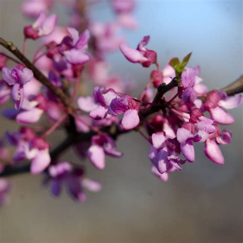 Redbud Tree For Sale - 1-2ft Bareroot Organic Seedling