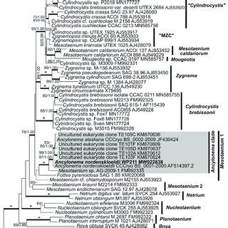 18S RRNA Gene Based Maximum Likelihood Phylogenetic Tree Of The