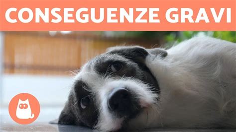 Il Segreto Per Una Vita Sana Il Mio Cane Esce Una Volta Al Giorno