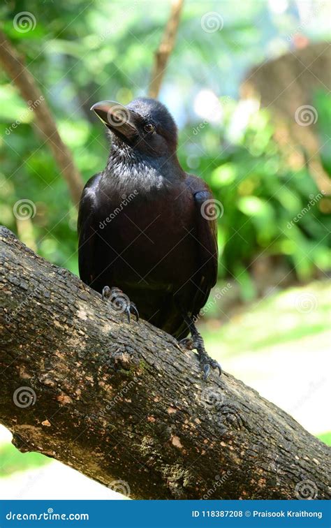 Crow Alone Stock Photo Image Of Crow Back Bird Alone 118387208