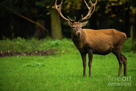 Stag Symbolism Meaning The Stag Spirit Animal Uniguide 43 Off