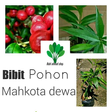 Jual Bibit Tanamanahkota Dewa Pohon Mahkota Dewa Obat Herbal Di