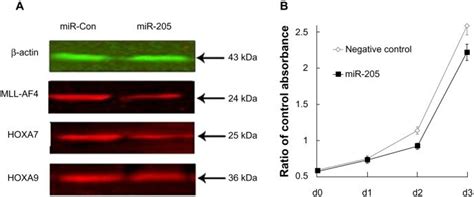 Mir Expression Inhibits Proliferation And Mll Af Expression In