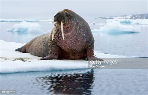 Walrus Svalbard Photos Et Images De Collection Getty Images