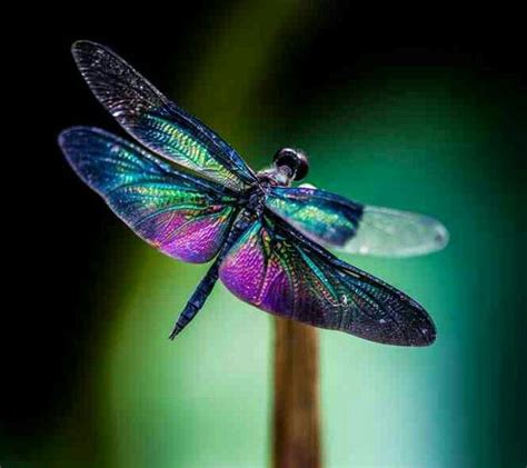 Blue And Purple Dragonfly Dragonfly Photos Dragonfly Photography