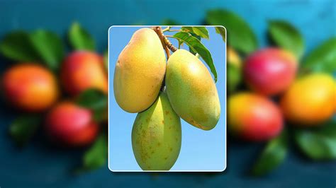 How To Grow Mango Tree In A Pot A Step By Step Guide Green