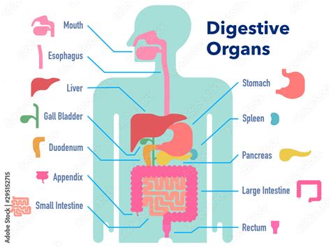 Vetor De 部位ごとに名称が記載された消化器官のシンプルなイラスト Do Stock Adobe Stock