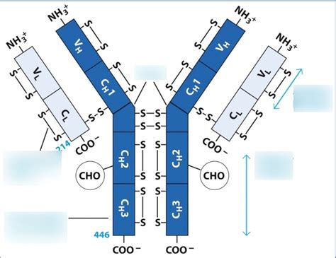 Antibody Structure Diagram | Quizlet