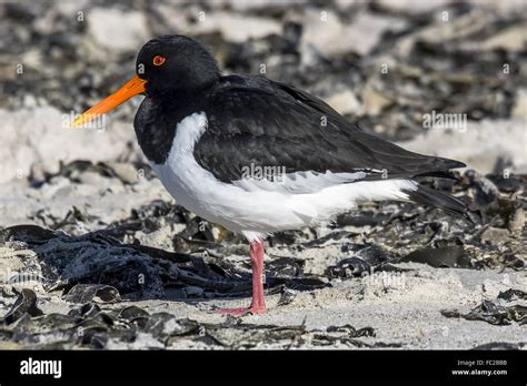 One Legged Hi Res Stock Photography And Images Alamy