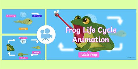 Life Cycle of a Frog Animation | Twinkl Go! (Teacher-Made)