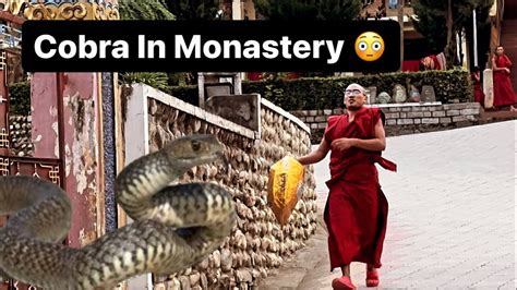 Cobra In Monastery Tibetanvlogger Snake YouTube