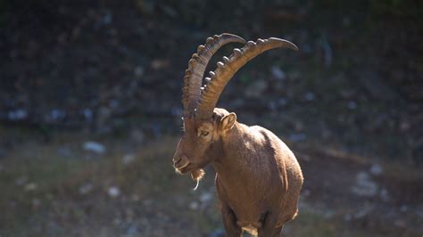 mountain goat, horn, alps, 4k HD Wallpaper