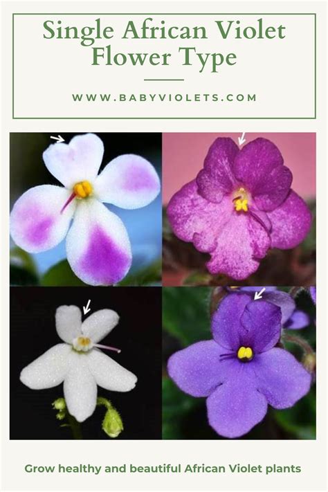 Four Different Types Of Flowers With The Words Single African Violet