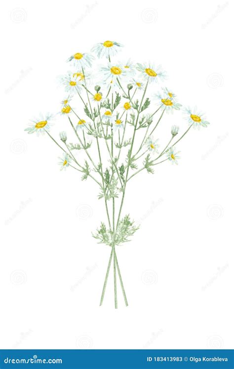 Watercolor Hand Drawn Wild Meadow Chamomile Flowers Bouquet Isolated On