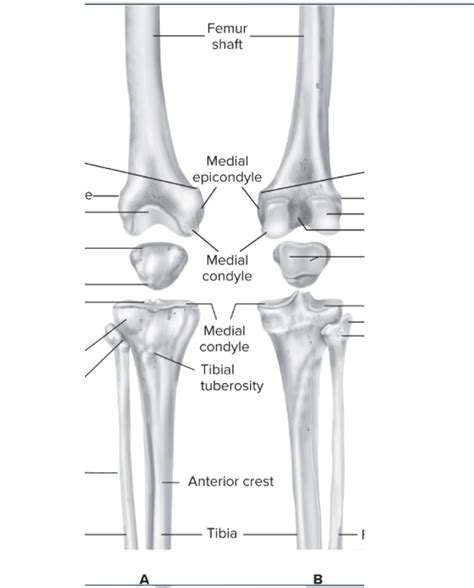 Knee Diagram Quizlet