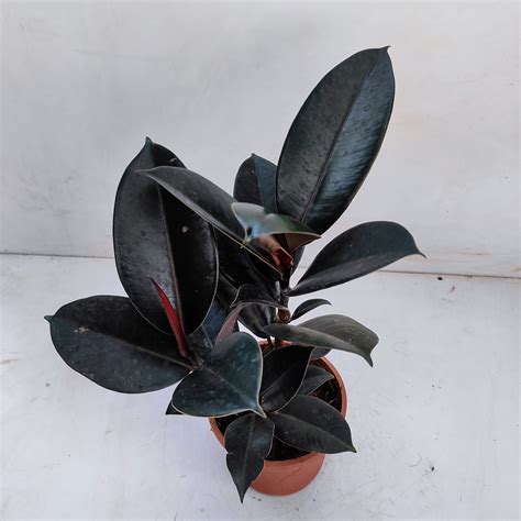 Ficus Elastica “Burgundy” - NurseryBuy