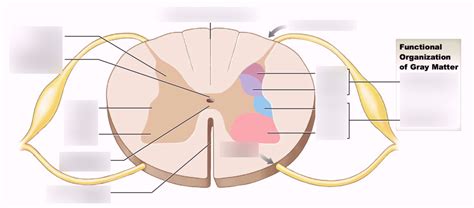 Anatomy Chapter 14 Grey Spinal Matter Components Diagram Quizlet