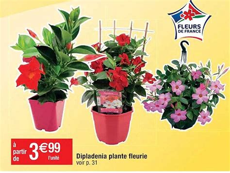 Promo Dipladenia Plante Fleurie Chez Cora ICatalogue Fr