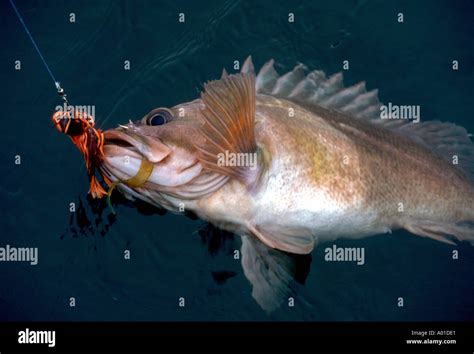 Copper Rockfish A Shallow Water Member Of The Rockfish Sebastes Stock