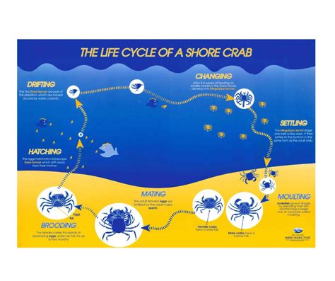 Life Cycle of a Shore Crab Teacher's Guide - Marine Metre²