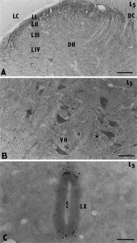 A C Distribution Of The A B Subunit In The Spinal Cord Of