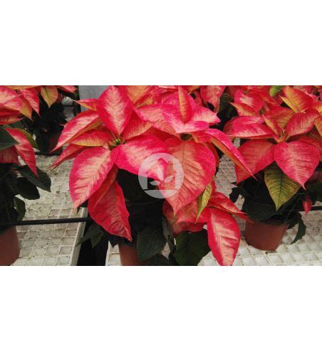 Poinsettia O Flor De Pascua Bicolor Caja Unidades